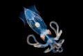   Taken night abyss miles off Kona coast Hawaii. Water depth below us was 6000 feet deep. Hawaii deep  